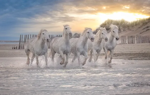 Sand, the sky, the sun, clouds, light, sunset, squirt, shore