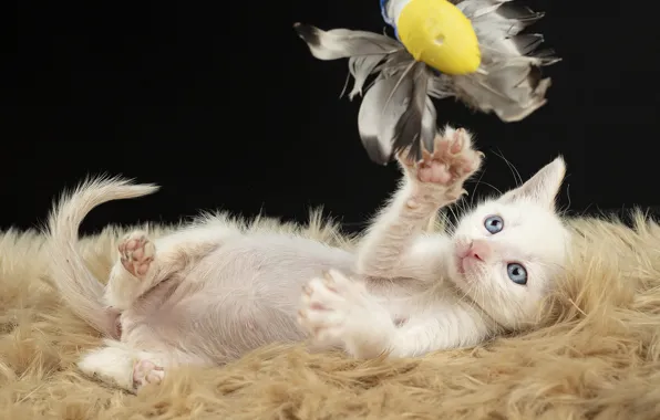 Cat, white, the dark background, kitty, toy, the game, feathers, lies
