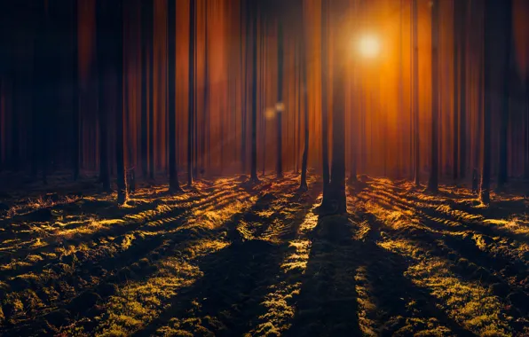 Picture forest, rays, trees