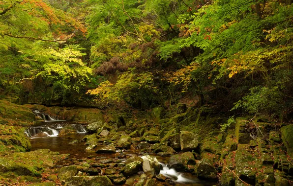 Autumn, forest, trees, stream, stones, thickets