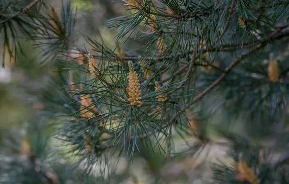 Forest, nature, flowering, pine