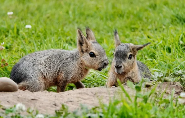 Picture grass, two, face, a couple, rodent, Mara, the Patagonian hare, The Patagonian Mara