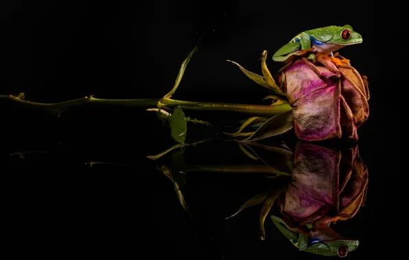 Flower, rose, frog, green, dried
