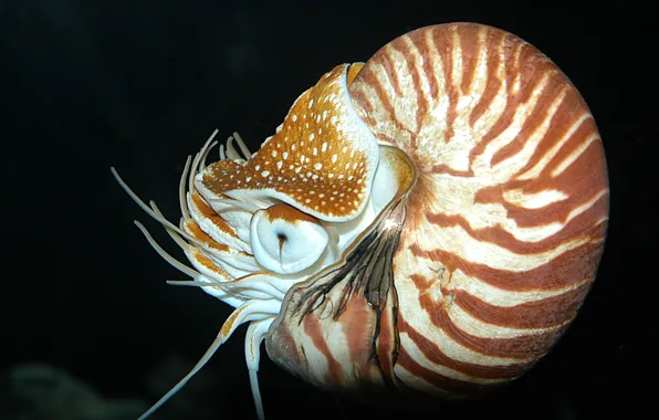 Underwater, sea, ocean, diving, shell, nacre