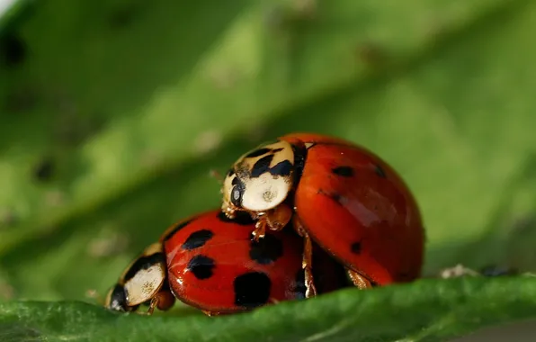 Picture the situation, ladybugs, fantasy