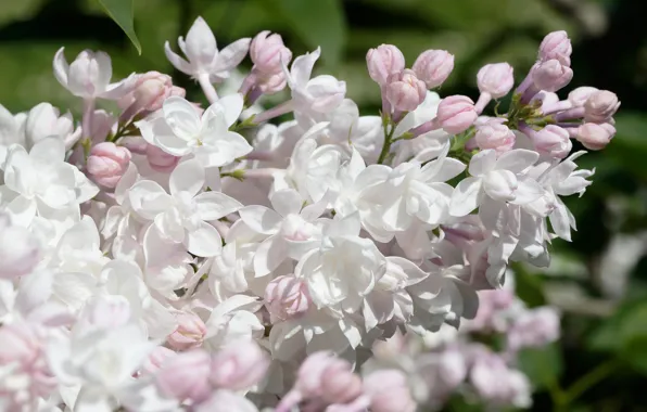 Picture branches, white, flowers, macro, white, lilac, flowering, spring