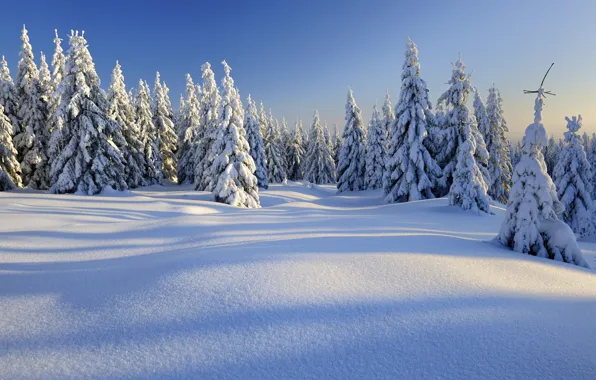 Winter, forest, snow, snowflakes, tree, nature, winter, snow