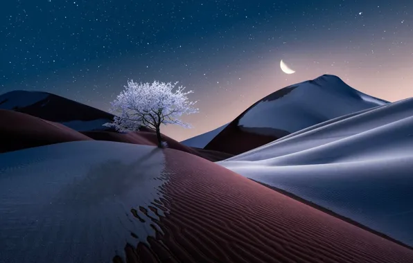 The sky, landscape, nature, tree, the moon, desert, graphics, stars