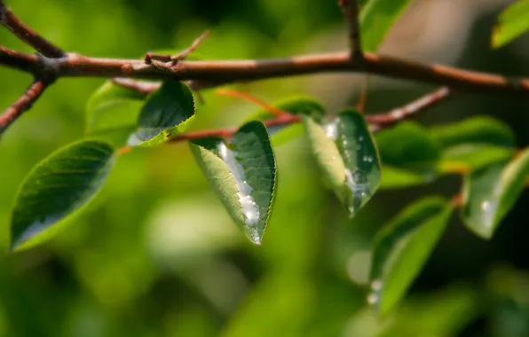 Picture greens, leaves, water, drops, macro, nature, photo, Wallpaper