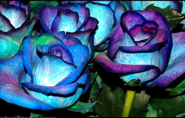 Picture color, Bush, roses, petals, stem, Bud, flowerbed