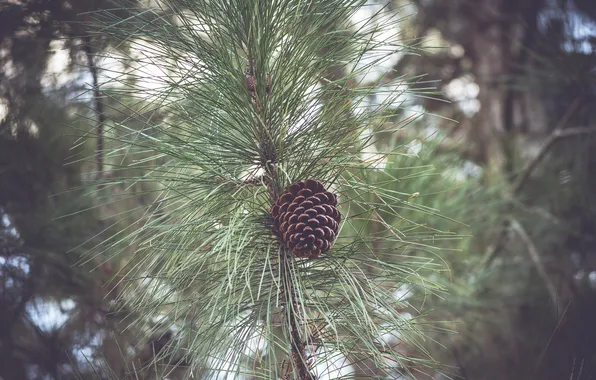 Picture trees, branches, bumps
