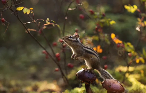 Autumn, forest, mushrooms, Chipmunk, stand, rodent, pet