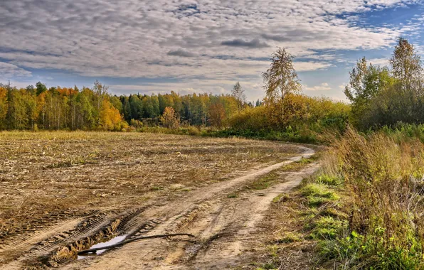 Road, field, autumn, landscape