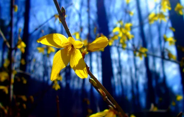 Picture forest, flower, branch, petals