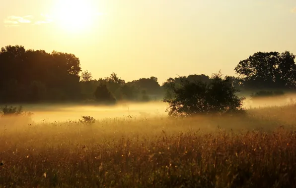 Summer, the sun, trees, nature, fog, plants, morning, meadow