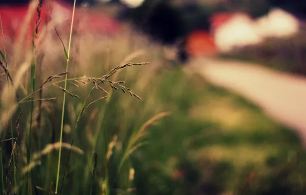 Picture greens, grass, macro, nature, background, widescreen, Wallpaper, plant