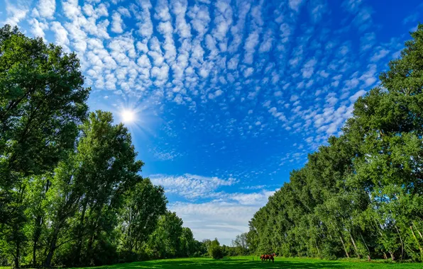 The sun, The sky, Nature, Trees, Germany