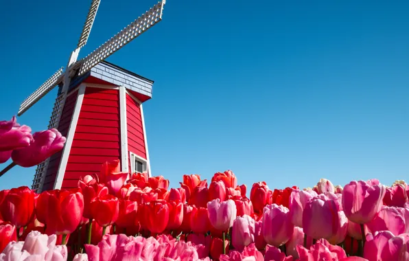 Picture the sky, flowers, tulips, Netherlands, windmill