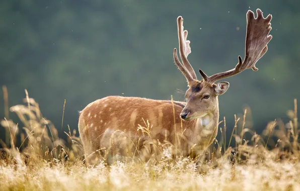 Picture grass, nature, deer, horns