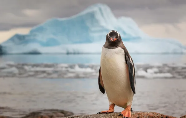 Ice, penguin, Antarctica