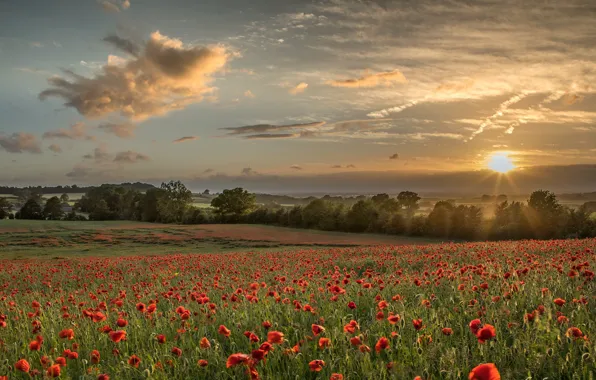 Picture field, summer, nature, Maki