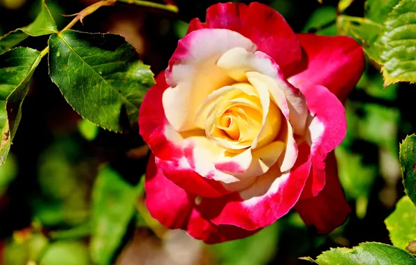 Leaves, macro, roses, petals
