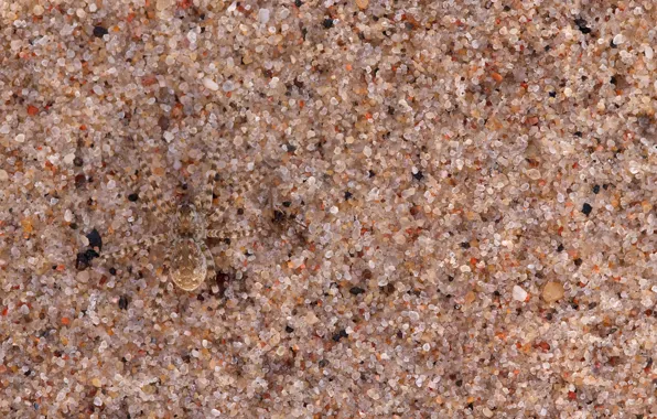 Picture sand, macro, nature, spider, disguise, camouflage, grit, nature