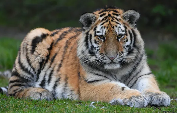 Grass, look, tiger, pose, glade, lies, tiger, young