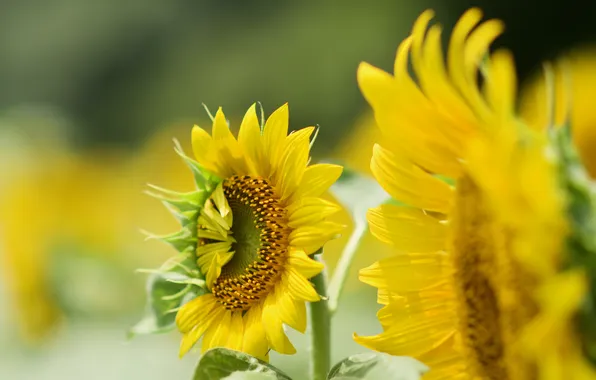 Summer, macro, sunflowers, flowers, blur, yellow, petals, garden