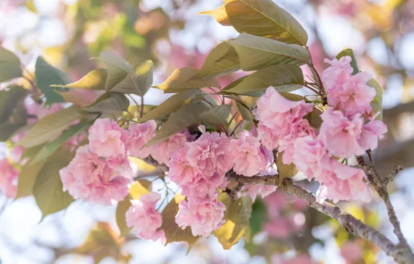 Leaves, light, flowers, branches, spring, garden, Sakura, pink