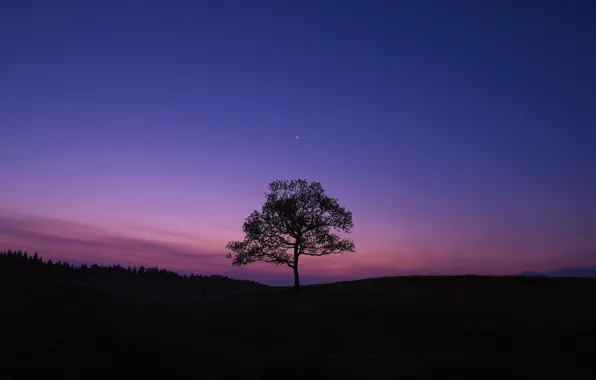 Picture the sky, tree, the evening, The moon, X-Pro1, Fujifilm