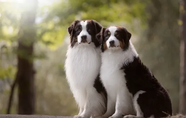 Picture portrait, a couple, Duo, bokeh, two dogs, Australian shepherd, Aussie