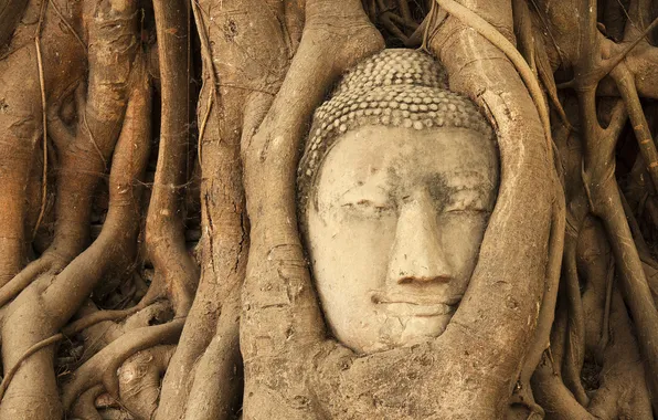 Trees, head, jungle, Buddha, Ban Wat Tum