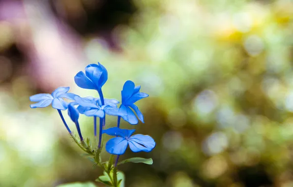 Picture greens, flower, macro, blue, background