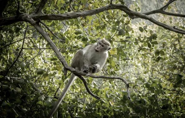Picture monkey, nature, background, sri lanka