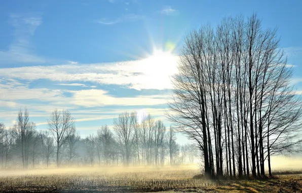 Field, landscape, fog, morning