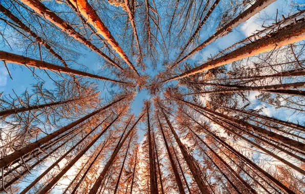 Forest, the sky, trees