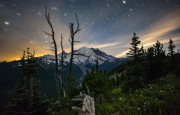 Forest, the sky, stars, clouds, trees, mountains, night, branches