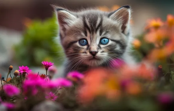 Cat, look, pose, kitty, face, AI art, neural network