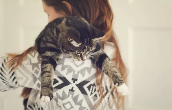 Cat, cat, children, girl