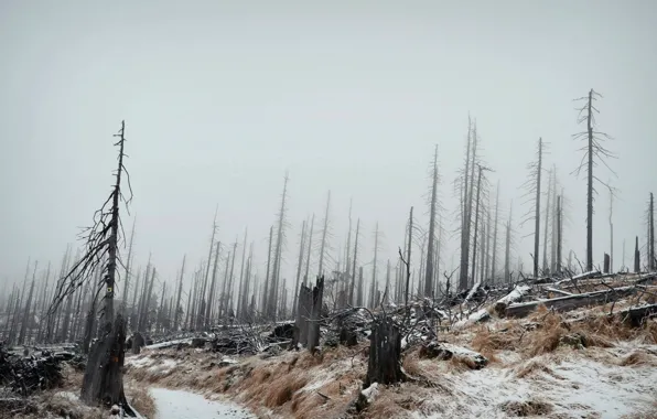 Winter, forest, landscape, fog