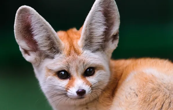 Picture look, muzzle, Fox, Fenech, big ears