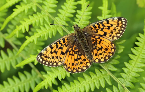 Greens, macro, background, pattern, butterfly, plant, orange, insect