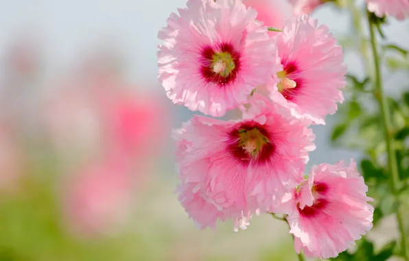 Picture macro, pink, petals, bokeh, Mallow