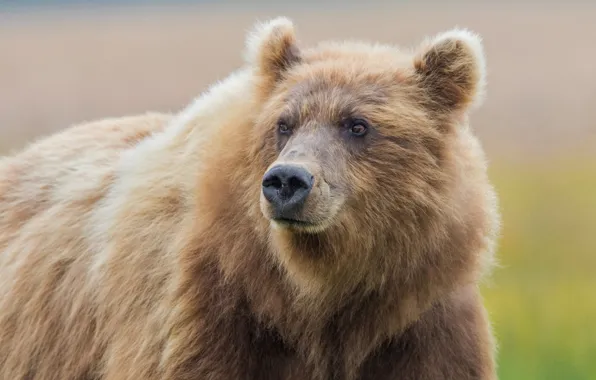 Face, background, bear, beast, the Bruins