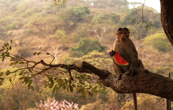 Picture forest, look, leaves, trees, branches, watermelon, monkey, sitting