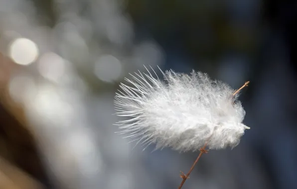 Macro, pen, white, tenderness, a feather