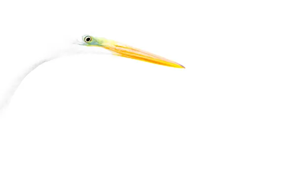 Nature, background, bird