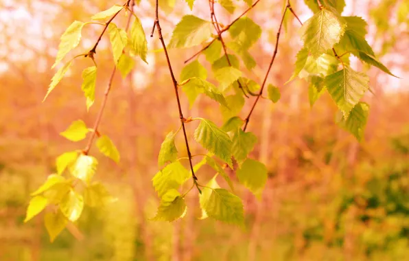 Tree, spring, twig