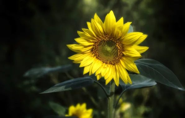 Flower, yellow, the dark background, sunflower
